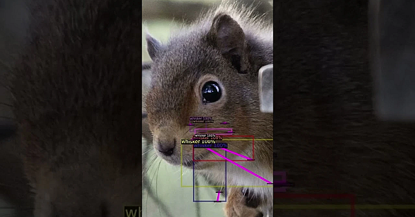 Geoff Is Back On The Pigeons, Shooting Over Clover After A Winter When The Birds Seemed To Vanish.