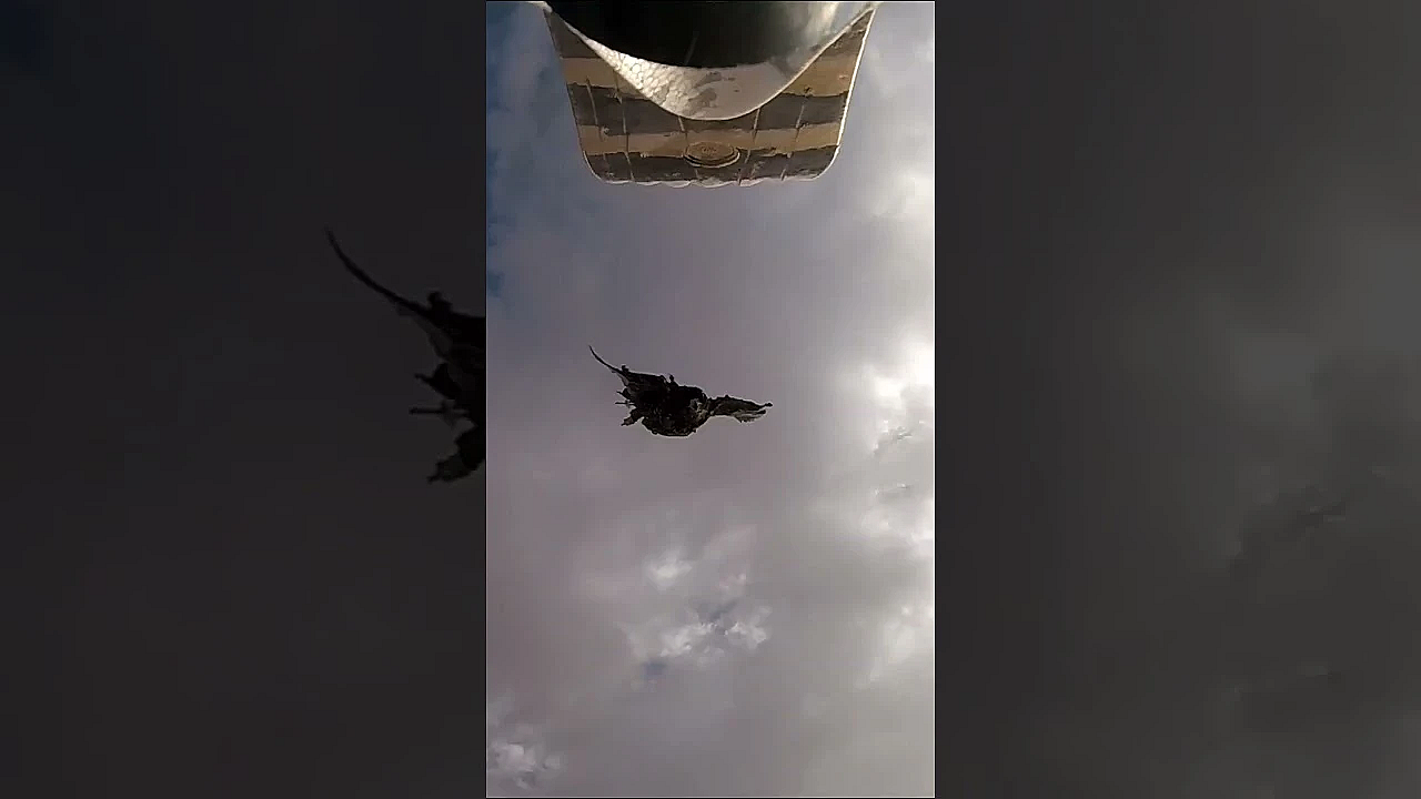 Shooting Rats In The Backyard. #airrifleshooting #rats