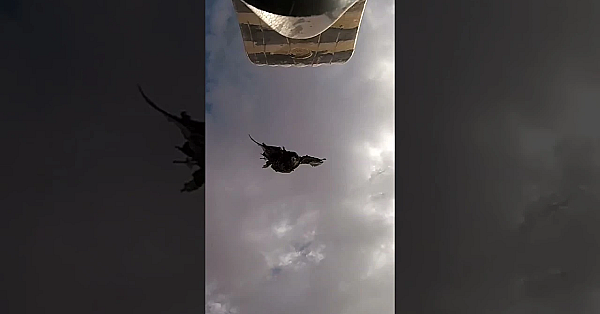 Shooting Rats In The Backyard. #airrifleshooting #rats