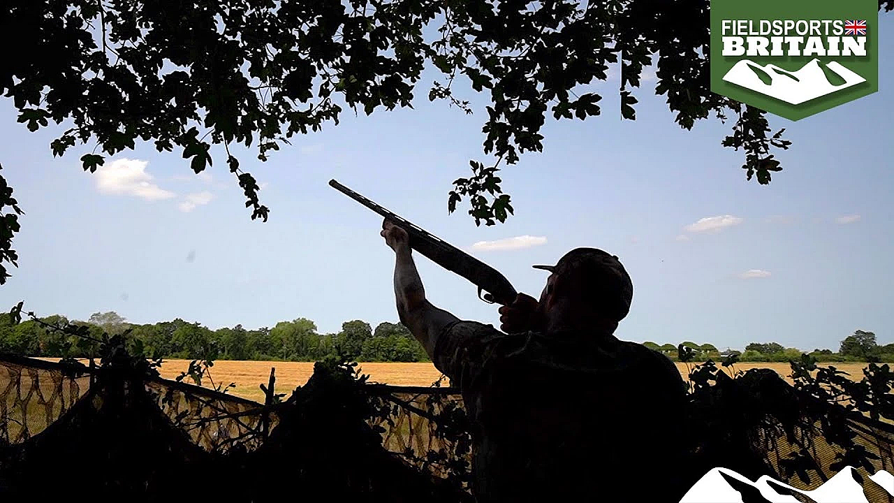 How To Shoot Pigeons That Won’t Decoy