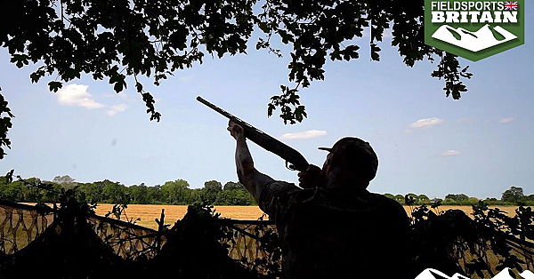 How To Shoot Pigeons That Won’t Decoy