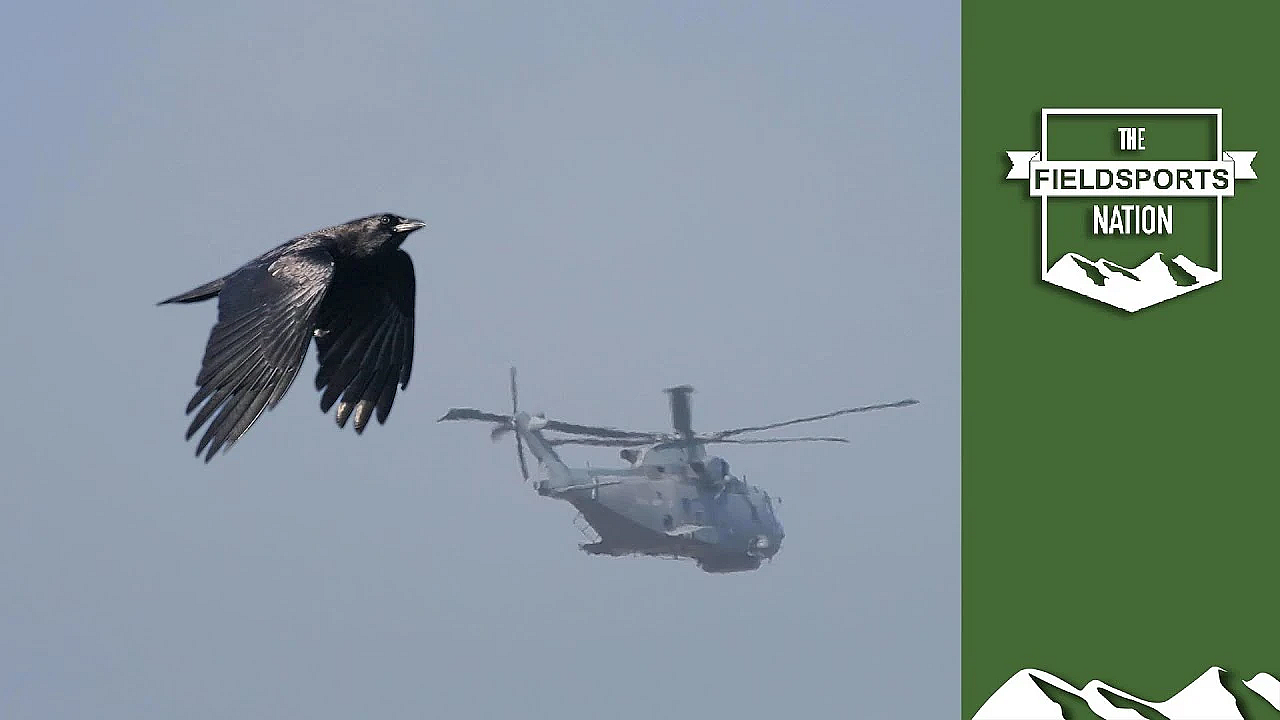 Cosmic Cornish Crow Shoot