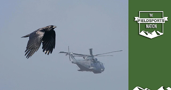 Cosmic Cornish Crow Shoot