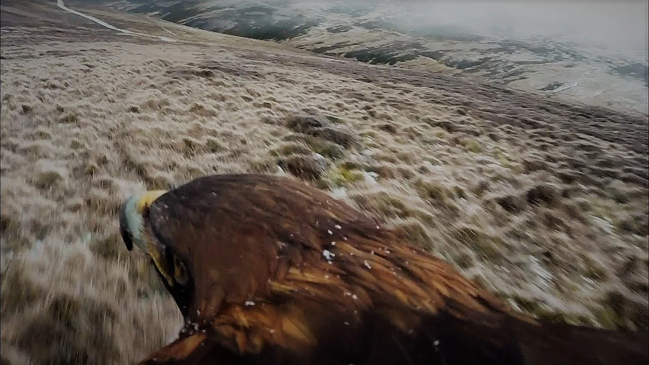 Steenarend cam, prachtige beelden