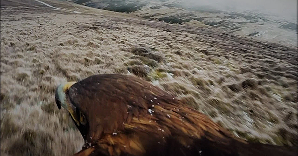 Steenarend cam, prachtige beelden