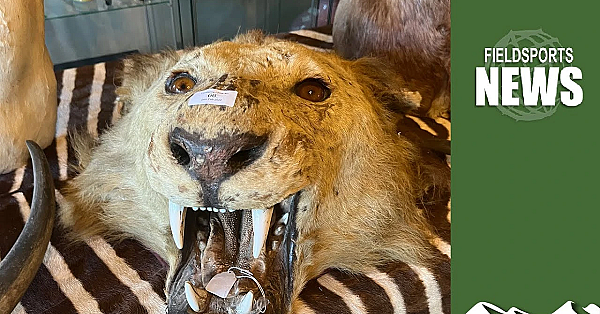 Hunting Trophies: More Fashionable Than Zac Goldsmith Would Like