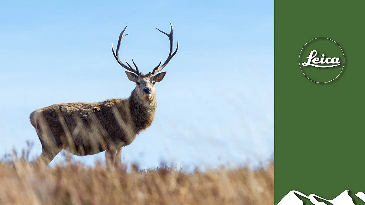 Beautiful Scottish Stag Stalking