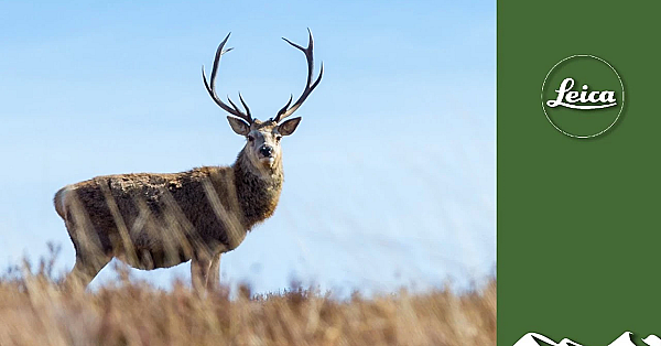Beautiful Scottish Stag Stalking