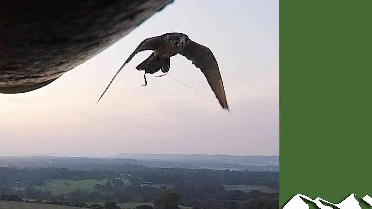 Falcon Attacks Drone