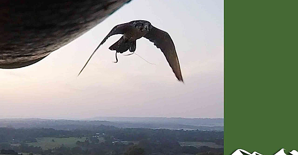 Falcon Attacks Drone