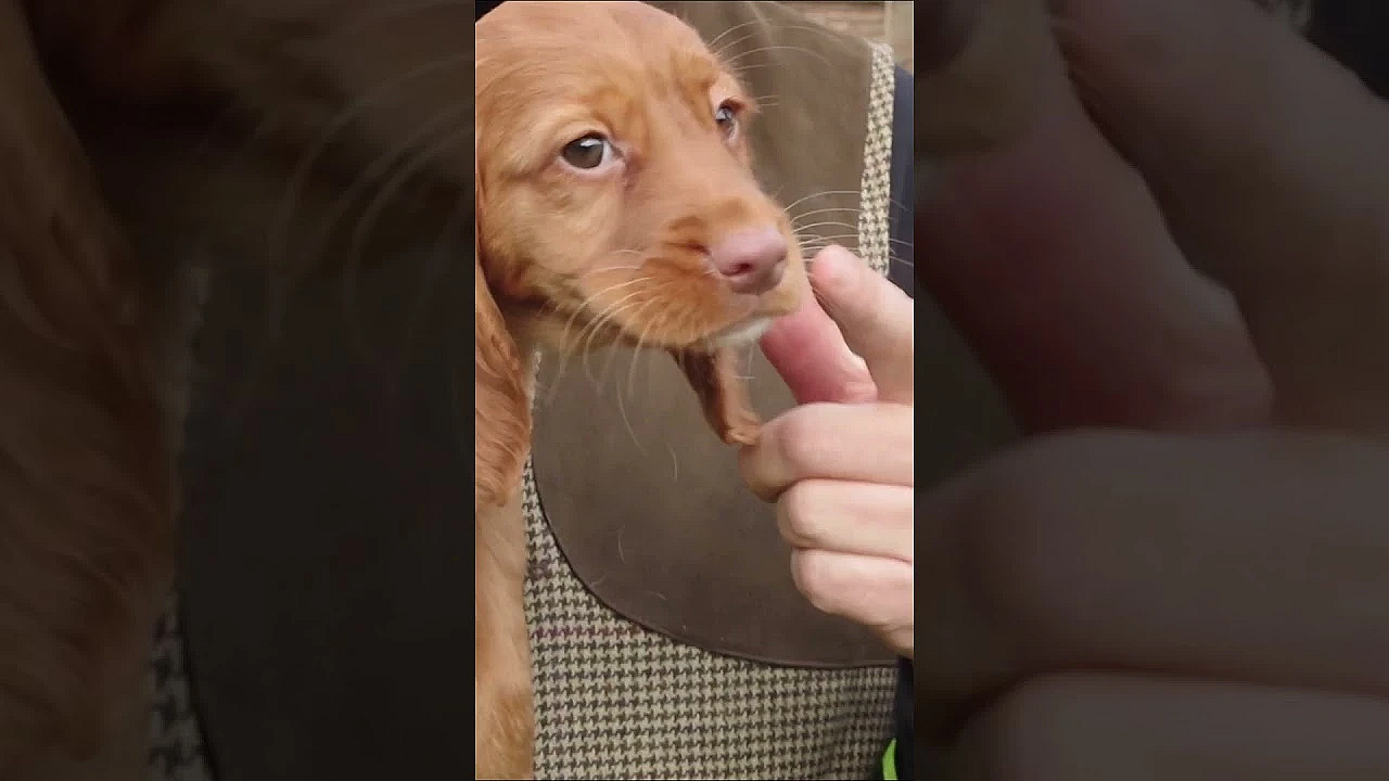 Picking A Cocker Spaniel Puppy #shorts