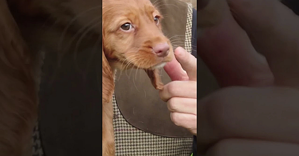 Picking A Cocker Spaniel Puppy #shorts