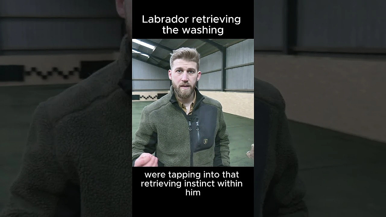 Does Your #labrador Retrieve The Washing? #gundogs
