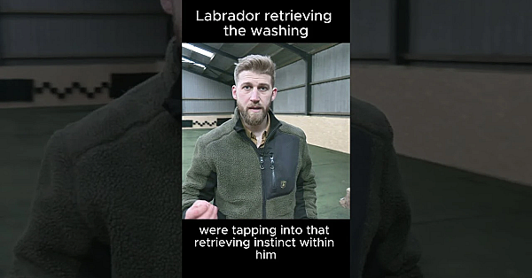 Does Your #labrador Retrieve The Washing? #gundogs