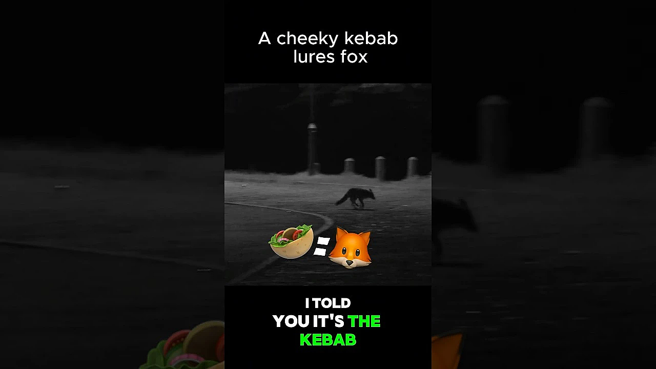 Baiting Urban Foxes With Doner Kebabs
