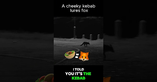Baiting Urban Foxes With Doner Kebabs