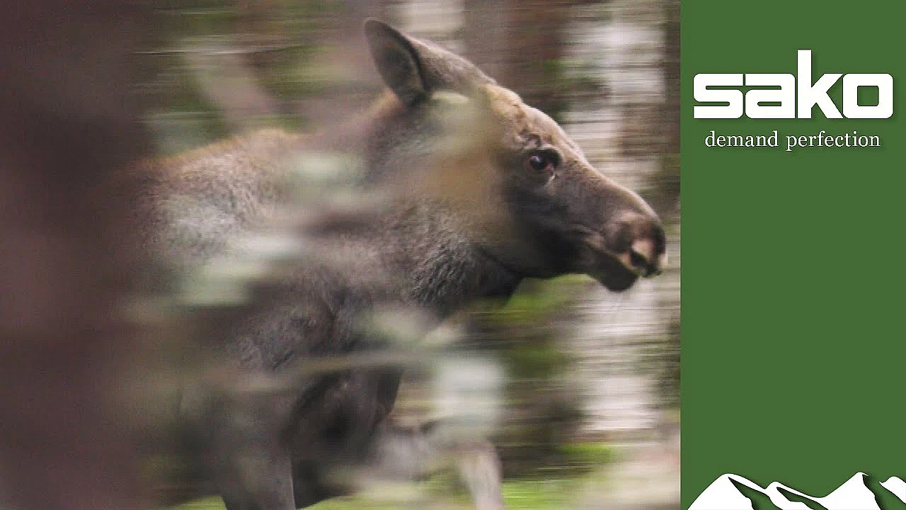 Dramatic Moose Hunt With Dogs