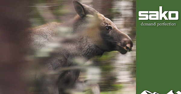 Dramatic Moose Hunt With Dogs