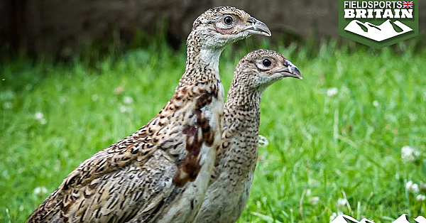 Shooting Enthusiasts Start Their Own Game Farm