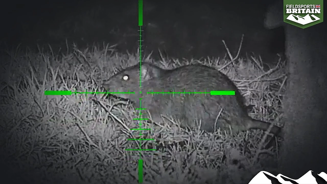 Airgun Rat Action With Terry Doe