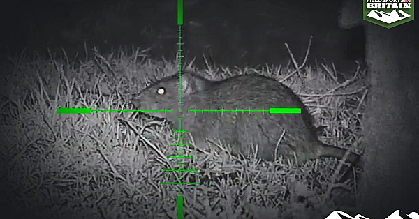 Airgun Rat Action With Terry Doe