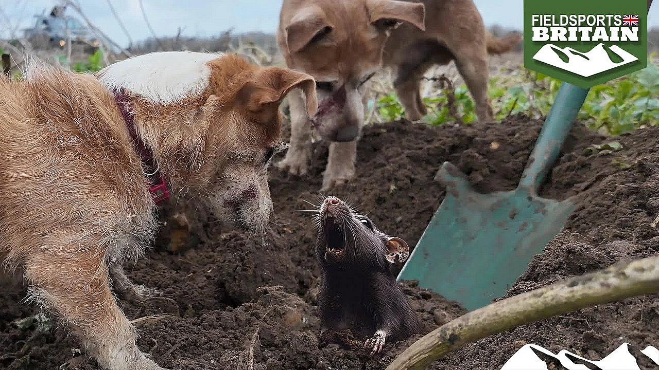 Ratting Action With The Suffolk &amp; Norfolk Rat Pack