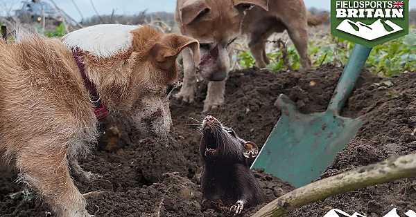 Ratting Action With The Suffolk &amp; Norfolk Rat Pack