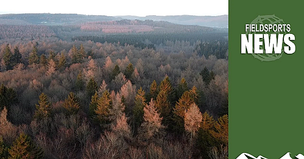 Battle Over 'tax Break Trees'