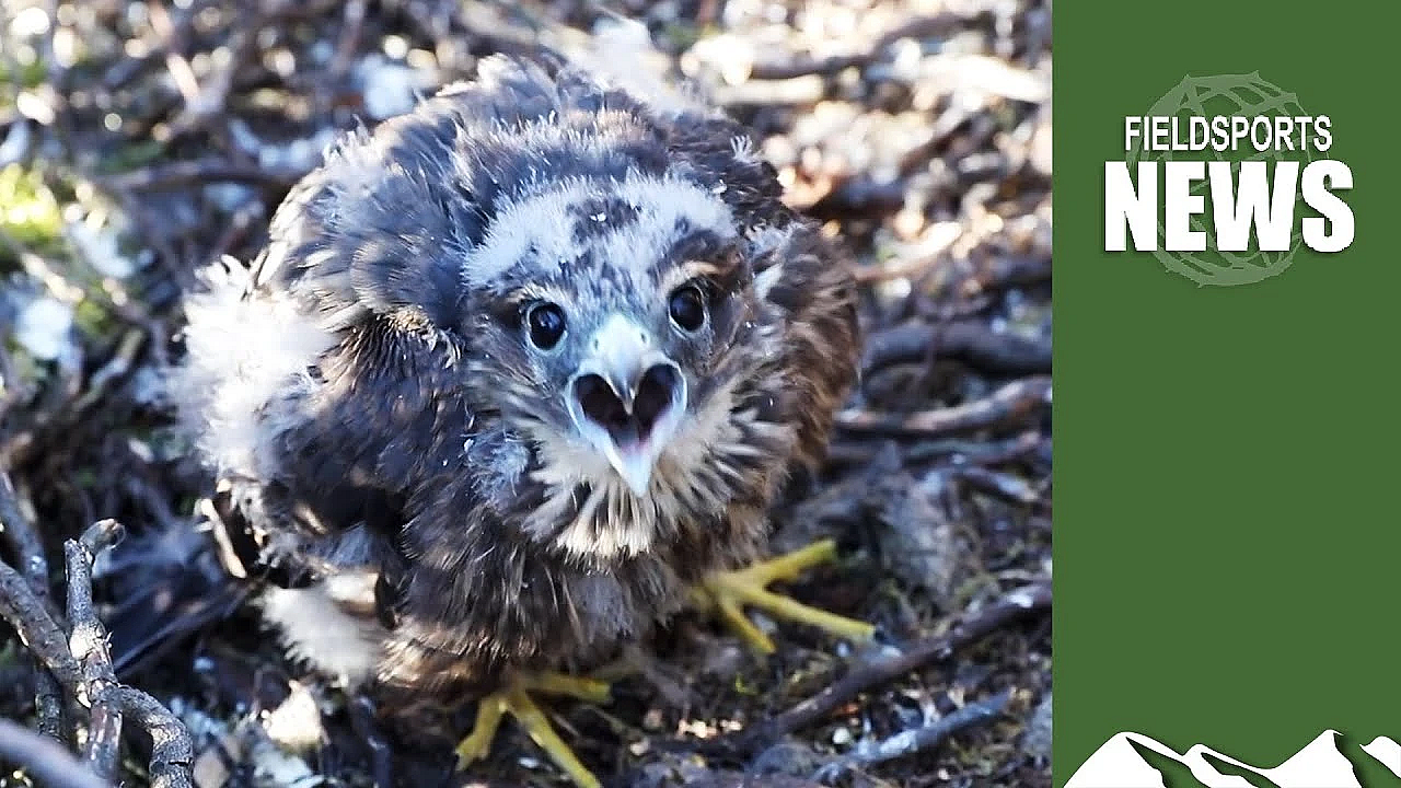 Bird Ringing: Bad For Birds?