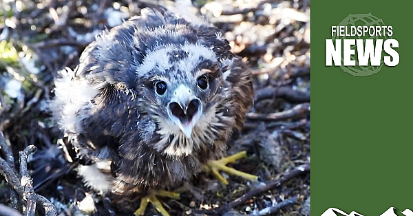 Bird Ringing: Bad For Birds?