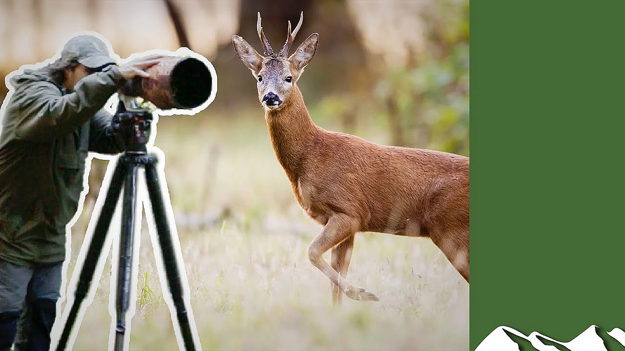 Deer Photographer At Work