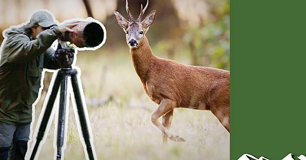 Deer Photographer At Work