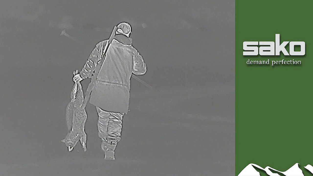 Shooting Foxes Off A Carp Pond