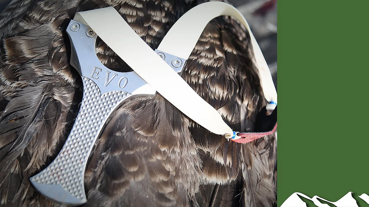 Catapult Pest Control With Thermal Imagers