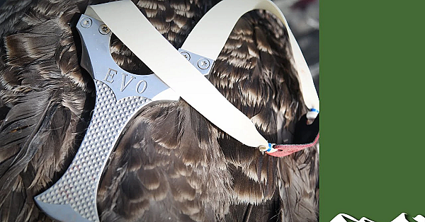 Catapult Pest Control With Thermal Imagers