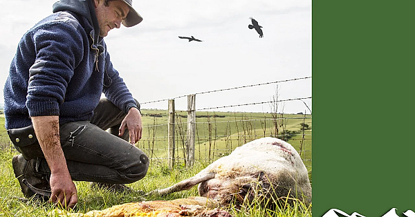 Birds Kill 200 Lambs On A Single Isle Of Wight Farm