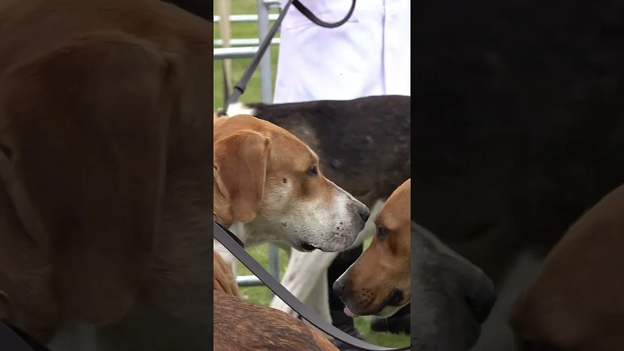 Roy Lupton The Grumpy Ratter In This Week's #fieldsportsbritain #airrifleshooting