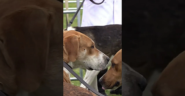 Roy Lupton The Grumpy Ratter In This Week's #fieldsportsbritain #airrifleshooting