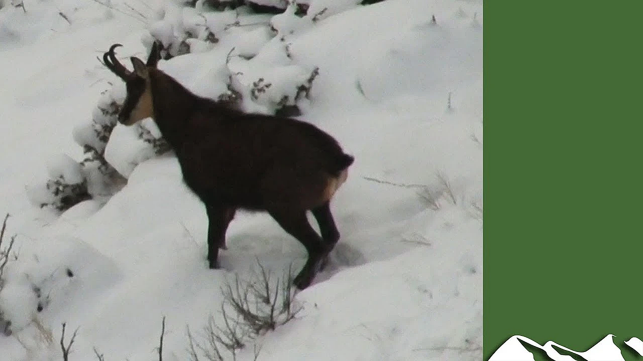 Balkan Chamois Hunt