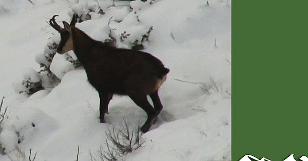 Balkan Chamois Hunt