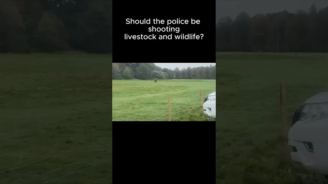 Police Take Multiple Shots To Kill Bull In Field