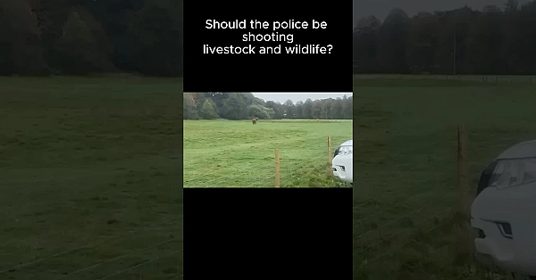 Police Take Multiple Shots To Kill Bull In Field