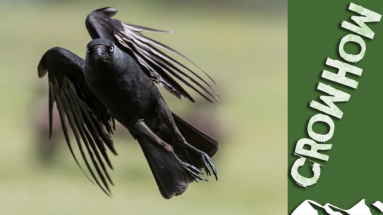 Crow's Back On The Jackdaws