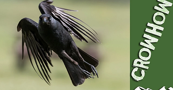 Crow's Back On The Jackdaws