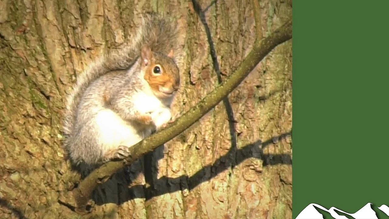 Squirrel Shoot With .410 And Zeiss Thermal