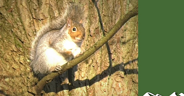 Squirrel Shoot With .410 And Zeiss Thermal
