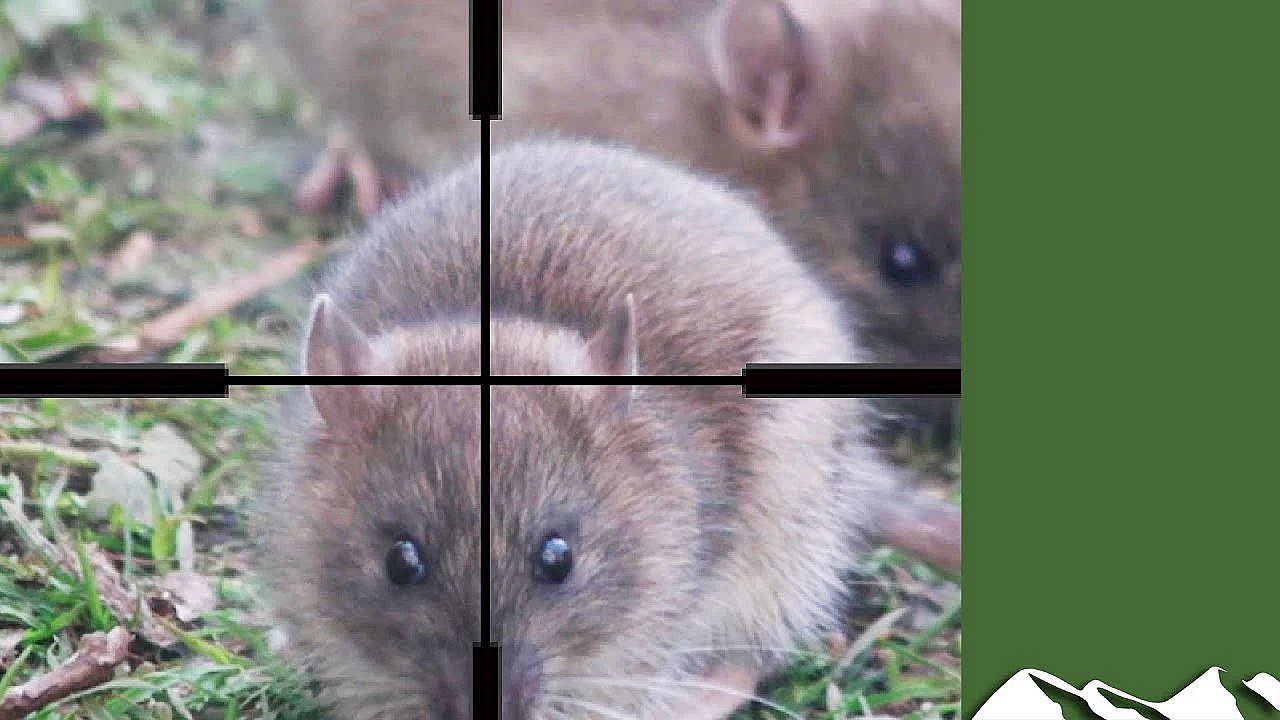 The Bird Table Of Doom: Rats And Squirrels