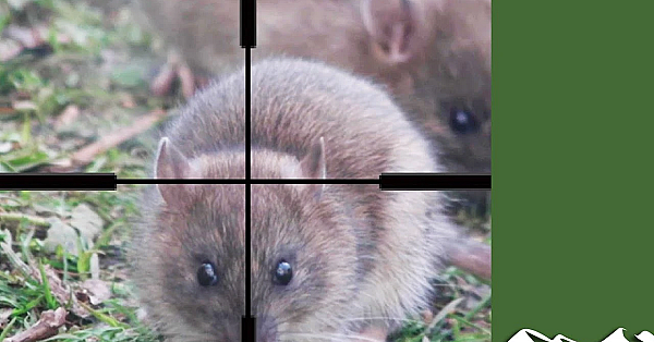 The Bird Table Of Doom: Rats And Squirrels