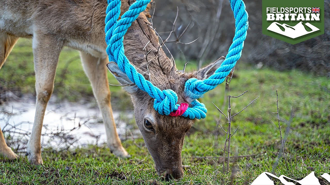 Tangled Buck In The Rut