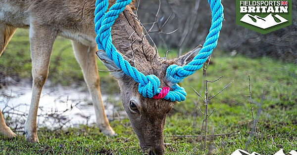 Tangled Buck In The Rut